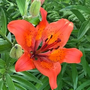 Meet your Posher, Kelly